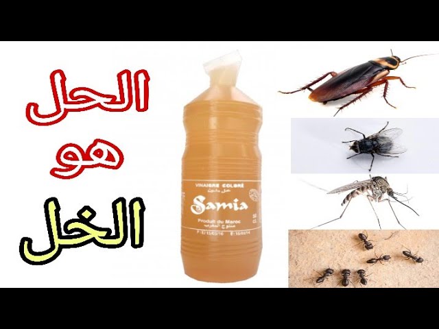 كيفية التخلص من الحشرات بطرق فعالة وسهلة