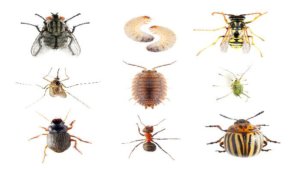 تعرف على أشهر أنواع الحشرات المنزلية وكيفية التعامل معها